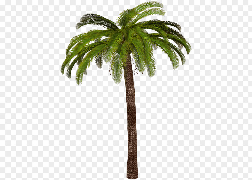 Tree Arecaceae Clip Art PNG