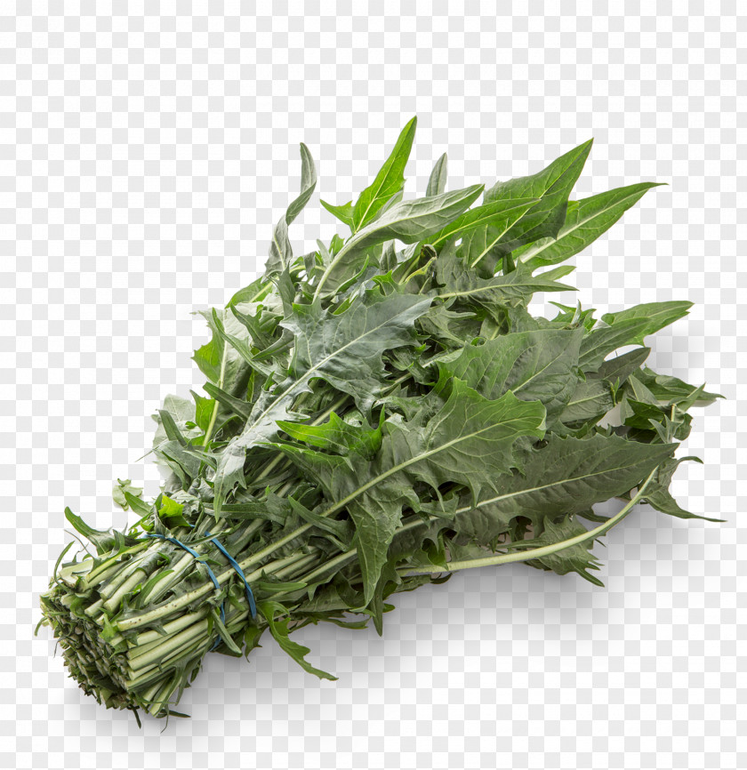 Verdure Spring Greens Sugarloaf Chicory Vegetable Salad PNG