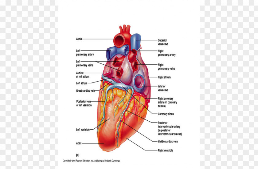 Wall Rupture Heart Muscle Coronary Circulation Sinus Vein PNG