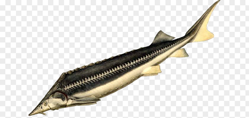 Fish Bastard Sturgeon Sea Of Azov Acipenseriformes PNG