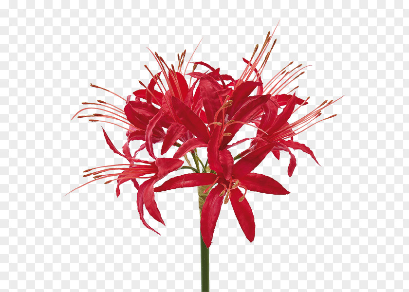 Flower Floral Design Cut Flowers Plant Stem Petal PNG