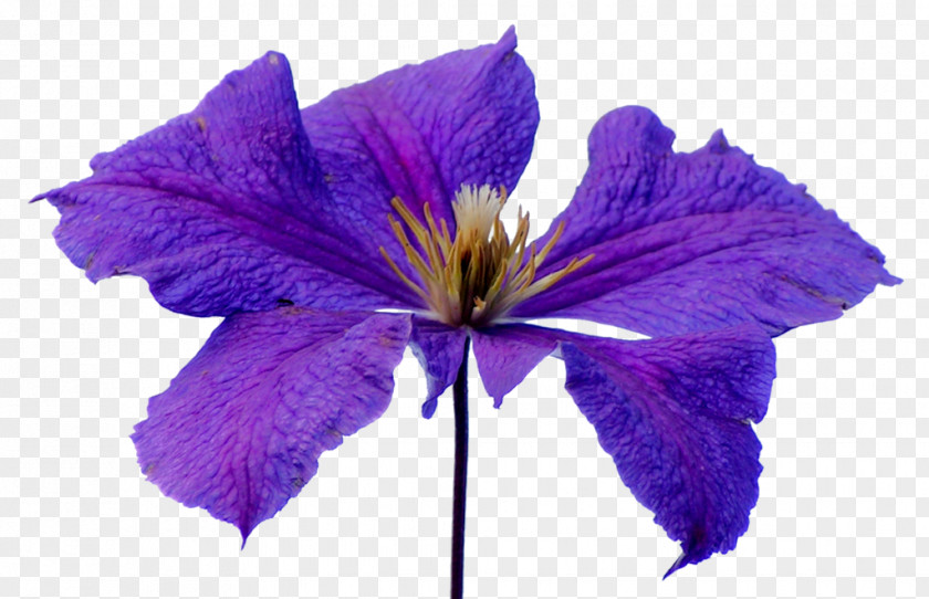 Purple Flowers Flower Petal PNG
