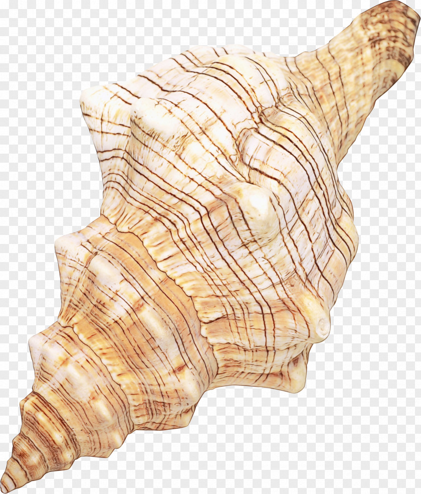 Seashell Conchology Shankha Conch /m/083vt PNG