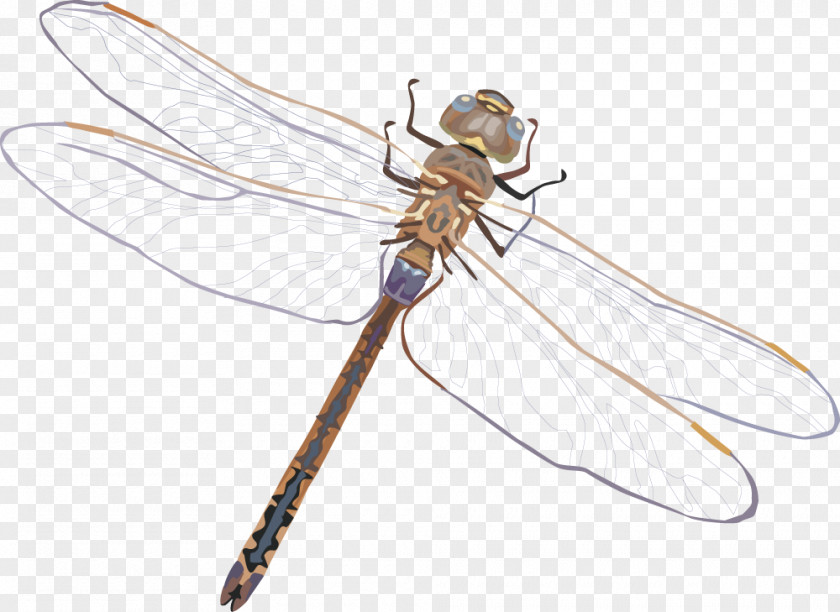 Vector Dragonfly Euclidean PNG