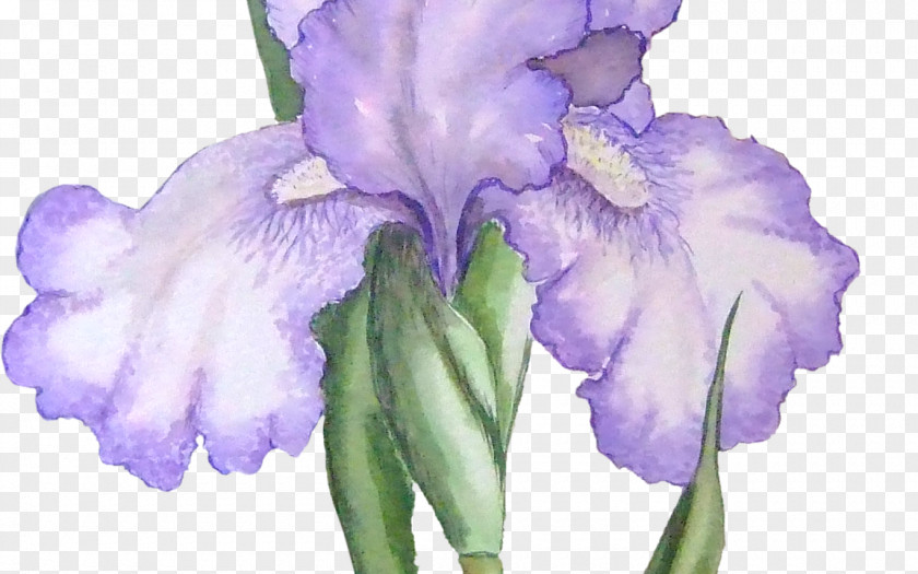 Flower Orris Root Northern Blue Flag Iris Family Clip Art PNG