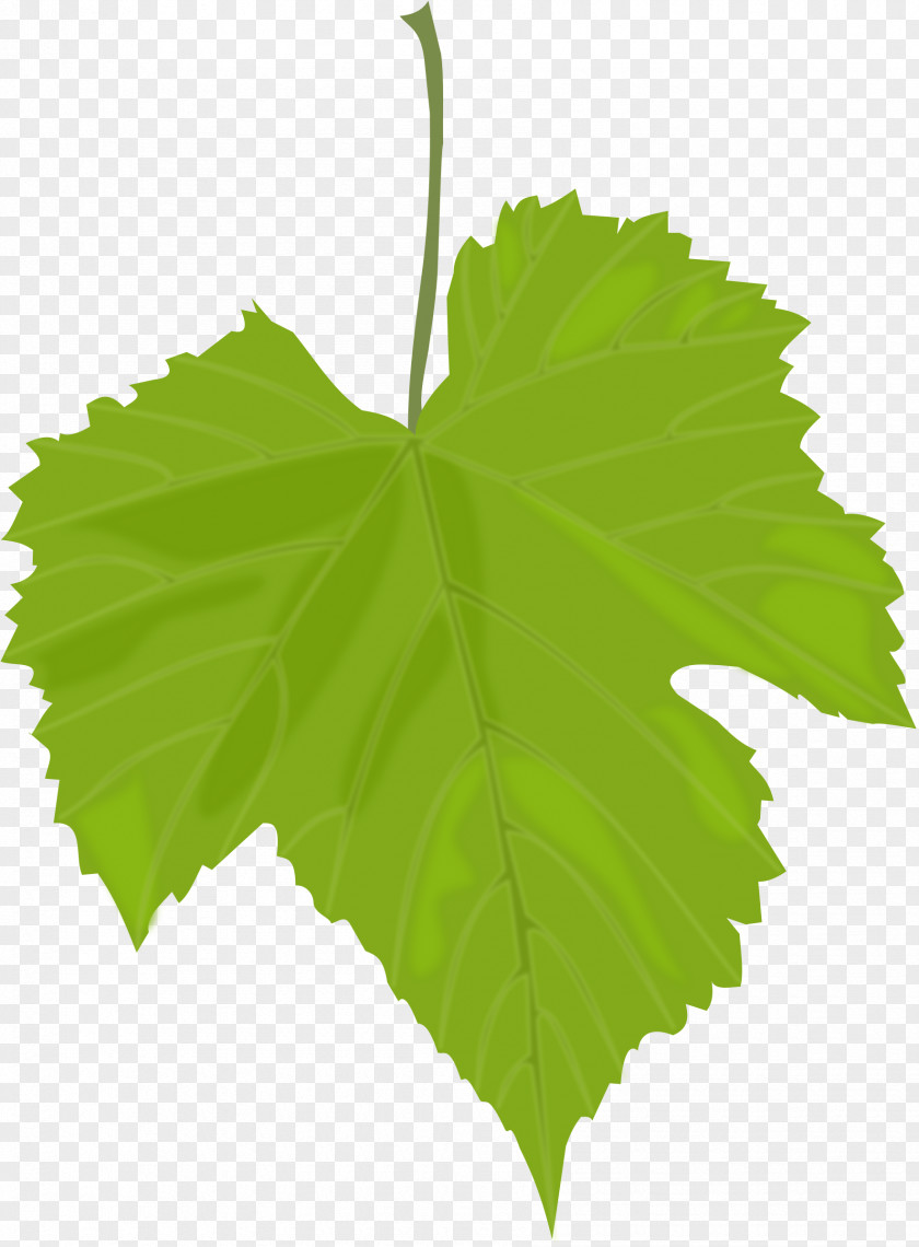 Green Leaf Common Grape Vine Wine Dolma Leaves Greek Cuisine PNG