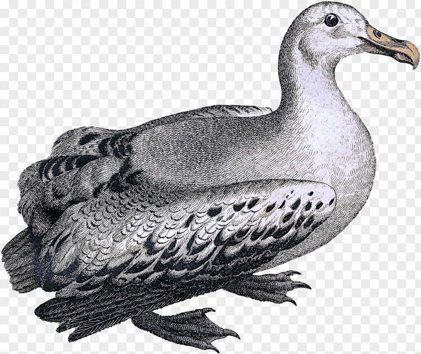 Stock Dove Water Bird Pigeons And Doves Beak Rock Hunting Decoy PNG