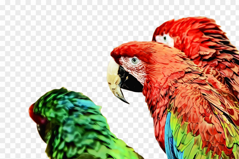 Wing Budgie Bird Macaw Parrot Beak Parakeet PNG