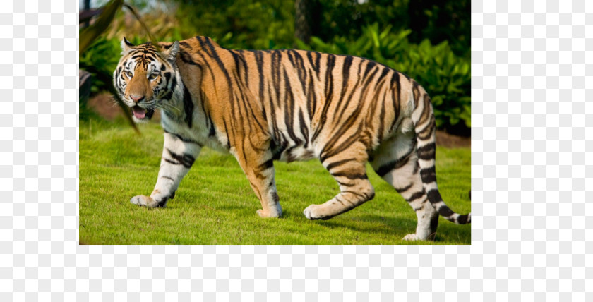 Woodland Animals Desktop Wallpaper Download Siberian Tiger Cat PNG