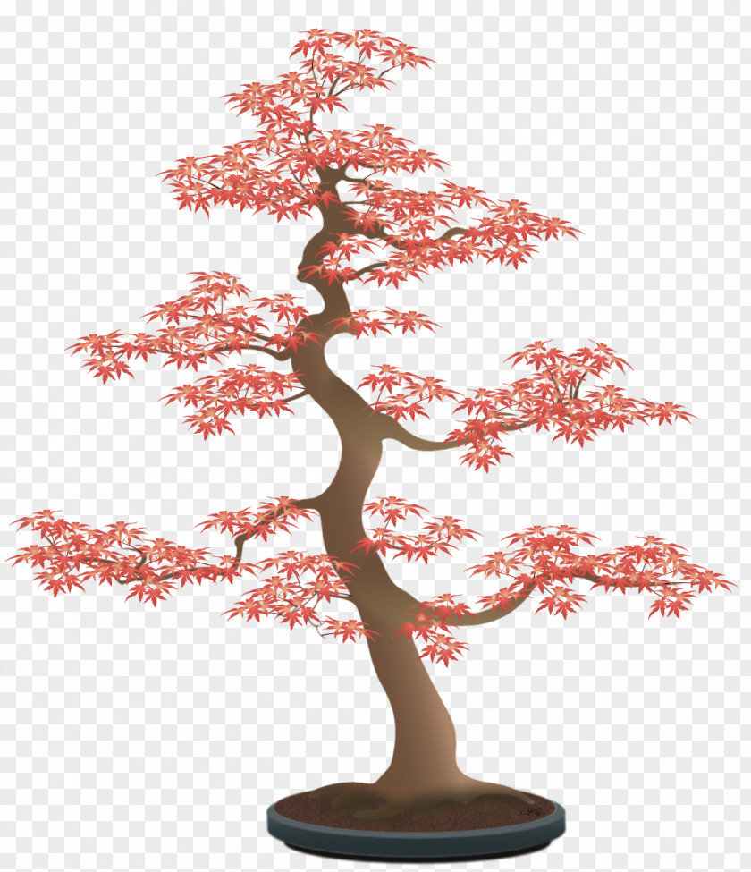 Bonsai Pinus Thunbergii Beautiful Tree Drawing PNG