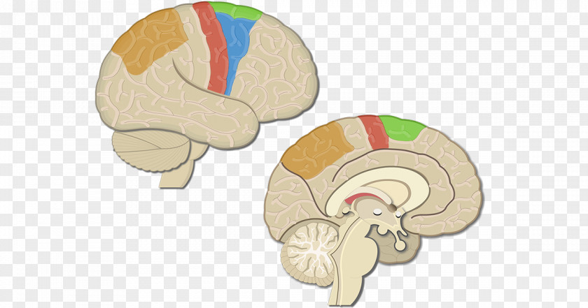 Brain Primary Motor Cortex Premotor Posterior Parietal PNG