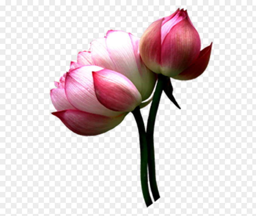 Budded Lotus Yinchuan Nelumbo Nucifera Pink PNG