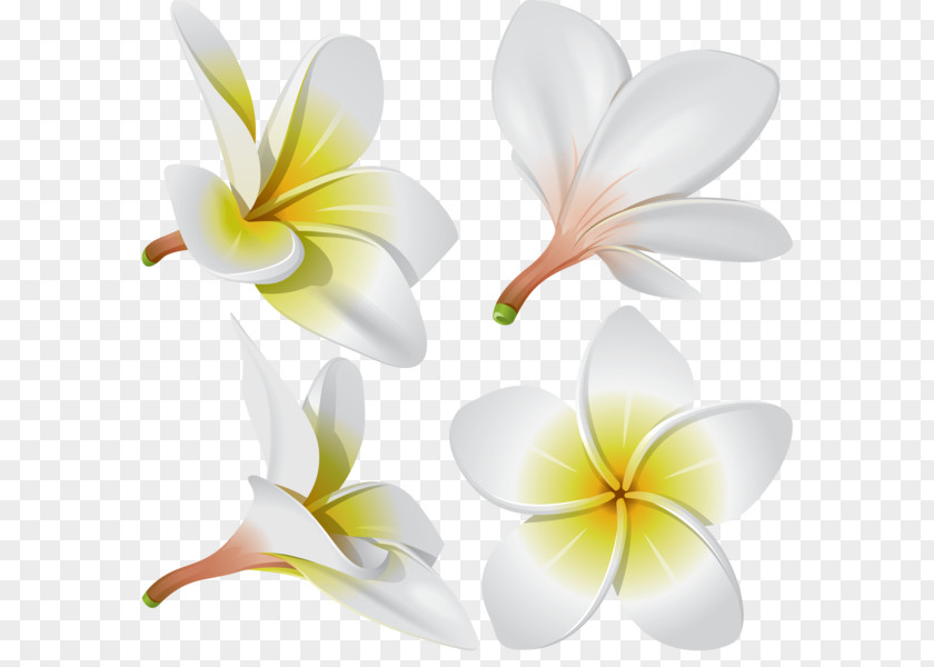 Frangipani Flower PNG