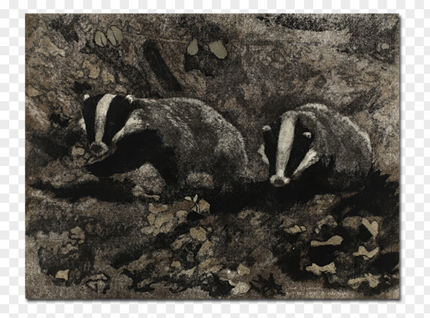 Gravure Badger Mustelids Fauna Wildlife PNG