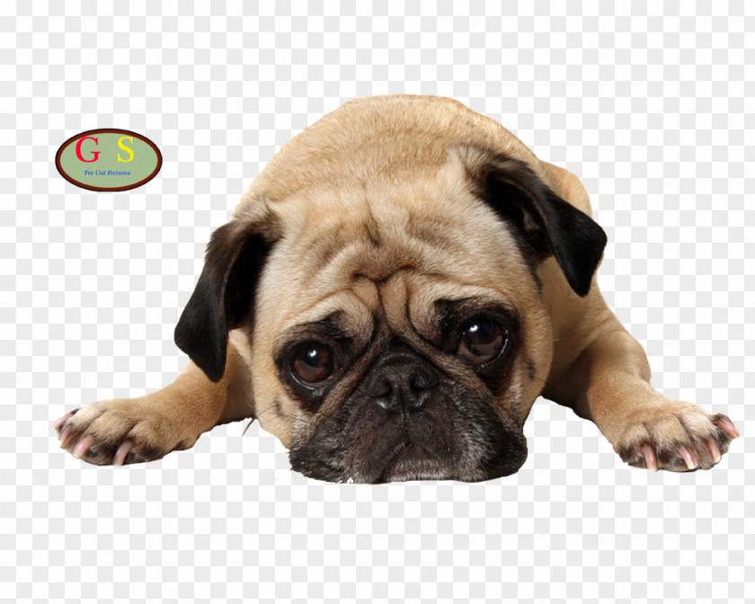 Puppy Pug Stock Photography Pet Veterinarian PNG
