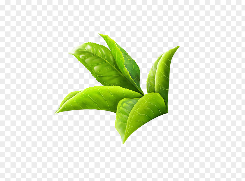 WATERCOLOR LEAF Green Tea Masala Chai White Leaf PNG