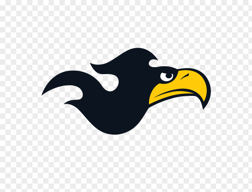 Bird Bald Eagle Vector Graphics Image PNG