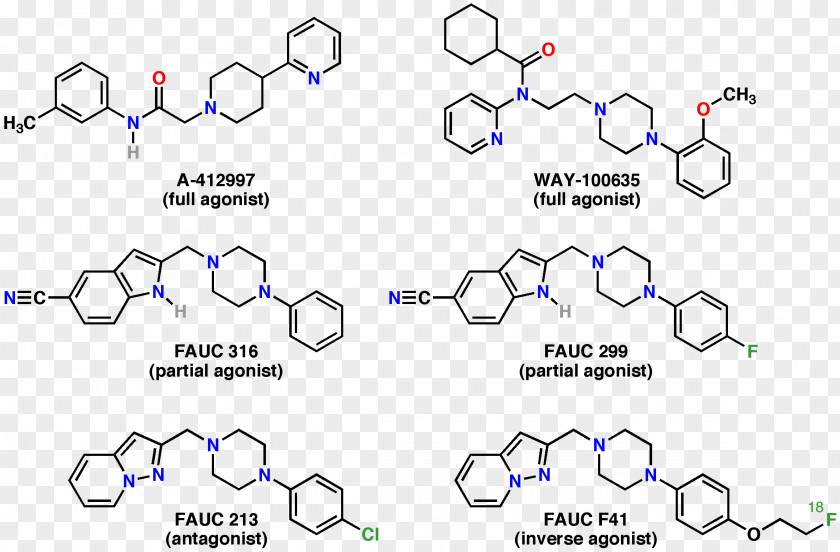 Dopamine Receptor D4 Gene G Protein–coupled PNG