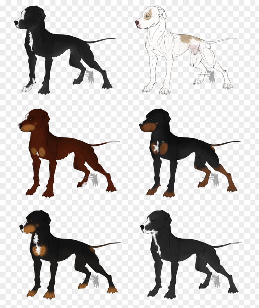 Full Grown Fawn French Bulldog Saluki Dog Breed Hunting Hound PNG