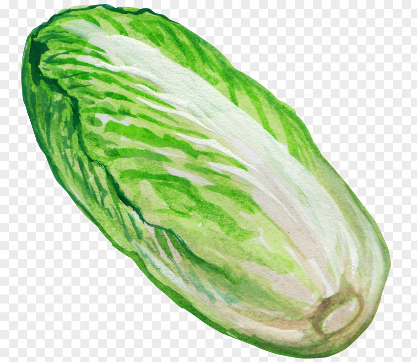 Green Cabbage Napa Vegetable Illustration PNG