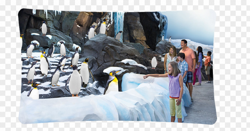 Penguin SeaWorld Orlando Busch Gardens Tampa Antarctica: Empire Of The San Antonio Discovery Cove PNG