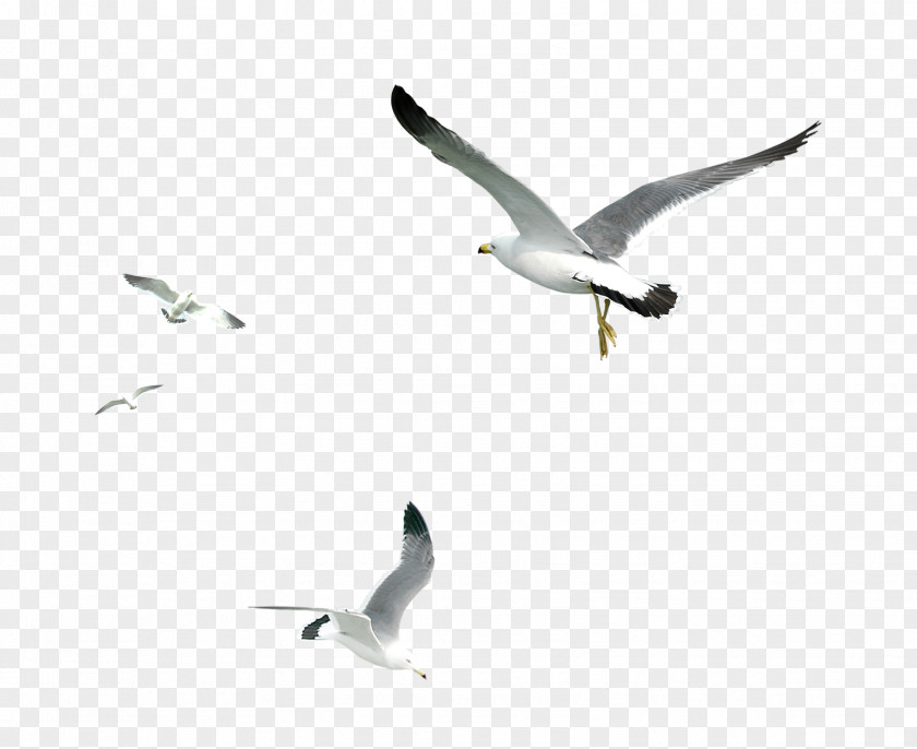 Seagull Gulls Bird PNG