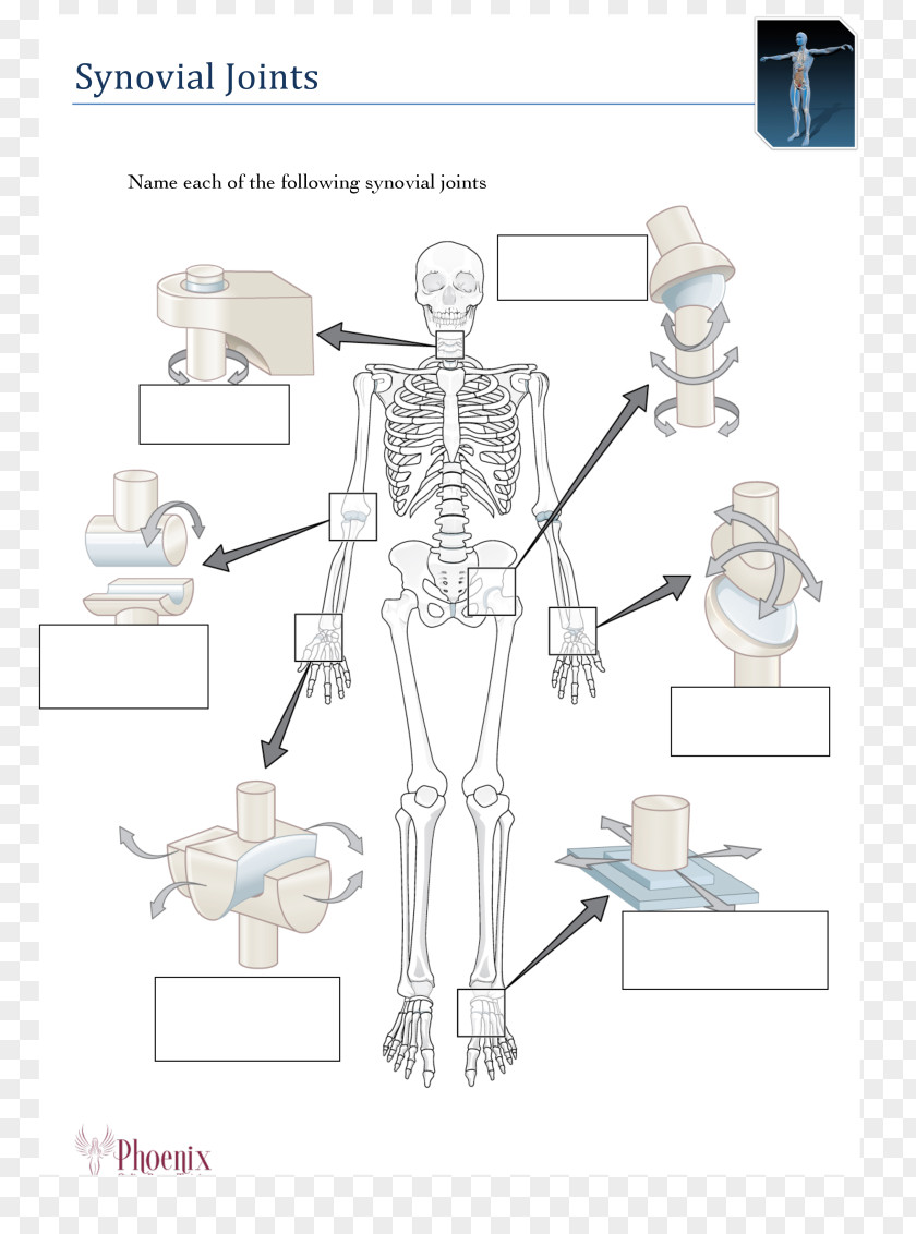 Skeleton Human Body Anatomy Synovial Joint PNG