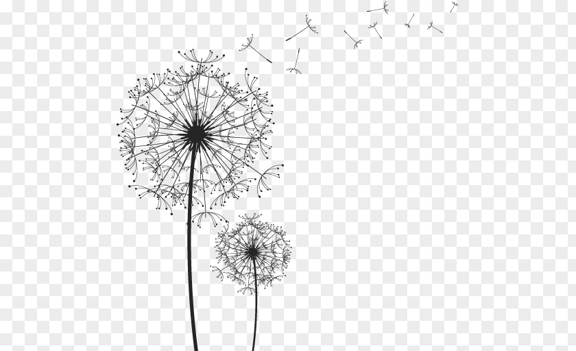 Black And White Line Drawing Vector Dandelion PNG