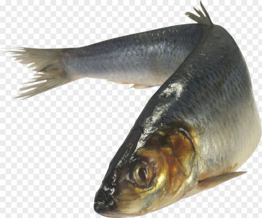 Fish Atlantic Herring Zakuski Vorschmack As Food Japanese Pilchard PNG