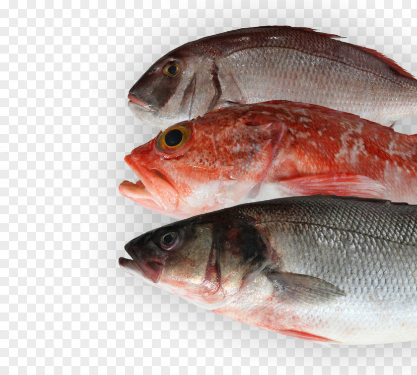 Fish Northern Red Snapper Products 09777 Oily Salmon PNG