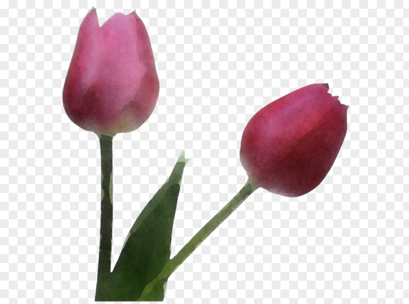 Flower Tulip Plant Bud Petal PNG