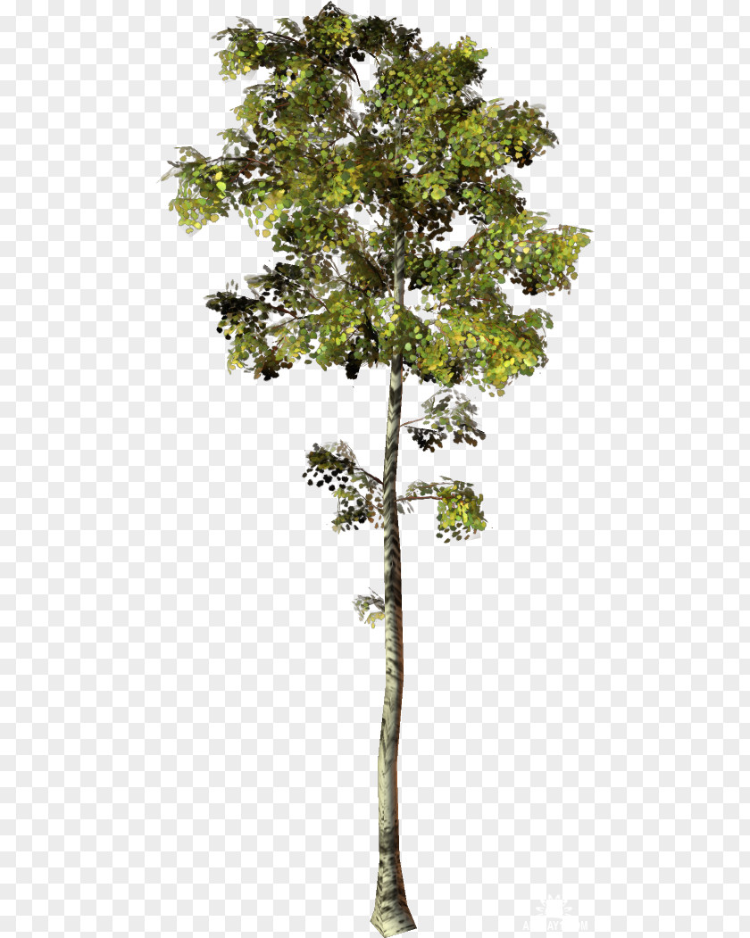 Tree Trunk Plane Trees Plant Stem Houseplant PNG