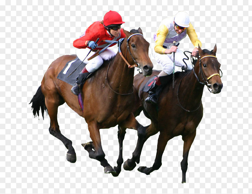 Bet Thoroughbred The Kentucky Derby Epsom Horse Racing Equestrian PNG