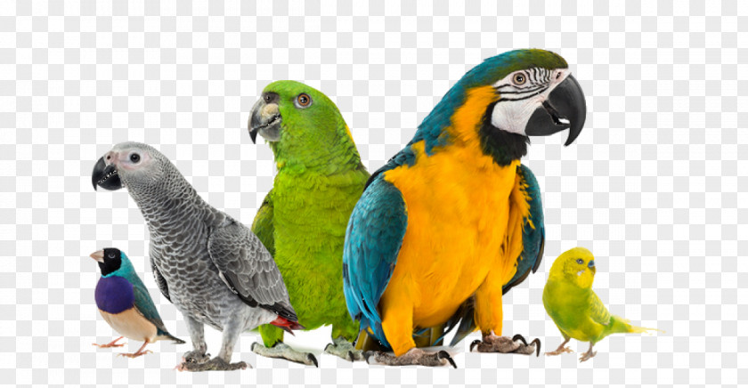Bird Cage Amazon Parrot Cockatiel Companion PNG
