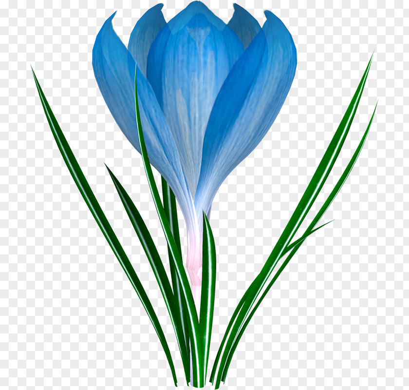 Blue Crocus Galanthus Nivalis Flower Child Pulsatilla Patens PNG
