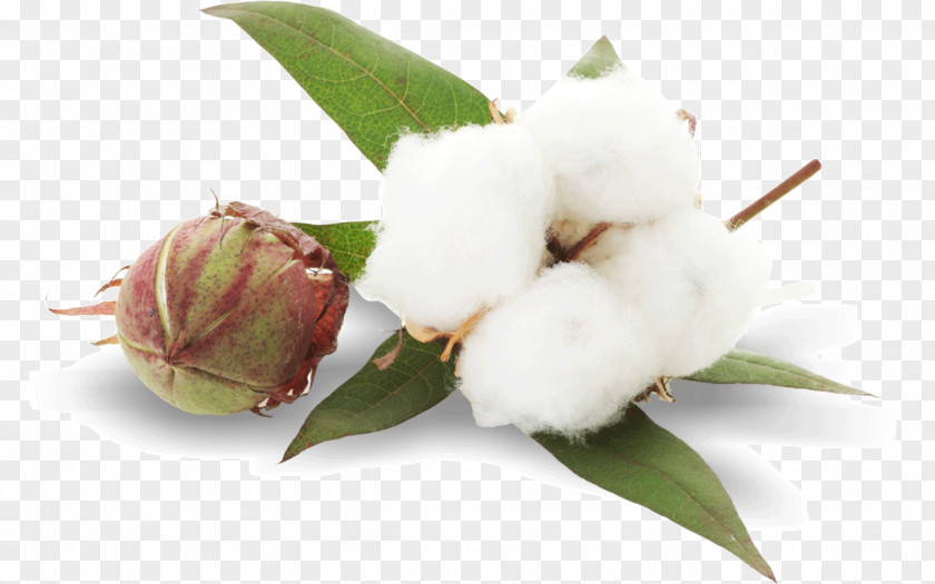 Green Leaves Cottonseed Oil Plant PNG