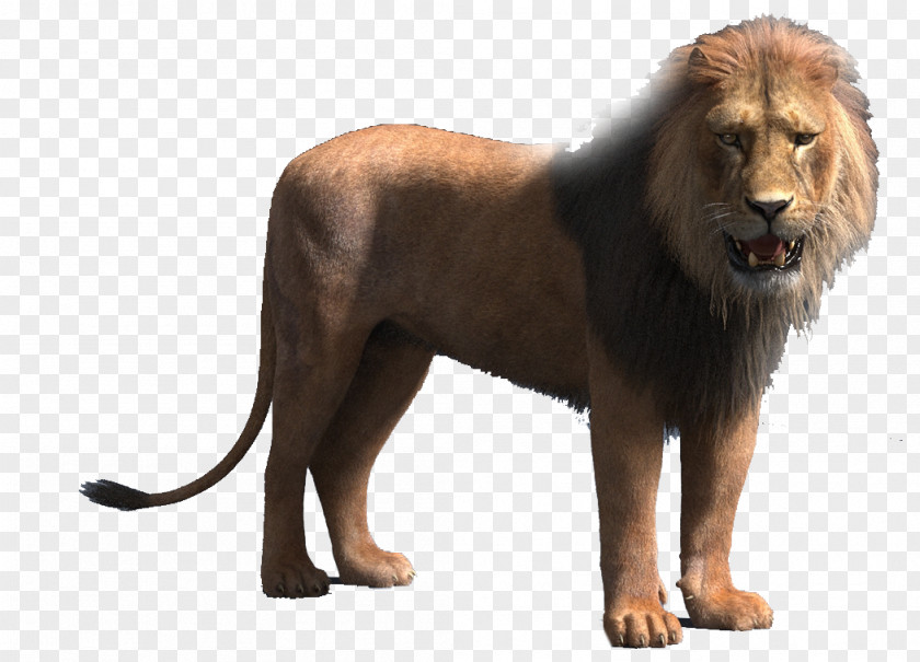 Lion Animation TurboSquid PNG