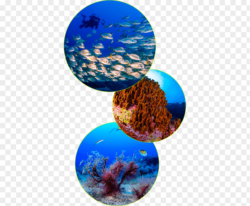 Marine Flyer Graciosa Underwater Diving Island Biology La Palma PNG