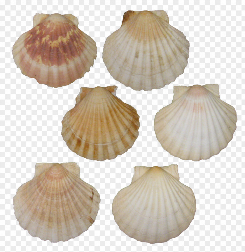 Baltic Clam Seafood Background PNG