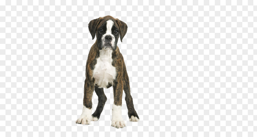 Boxer Puppies Royal Canin Junior Puppy Adult 12 Breed PNG