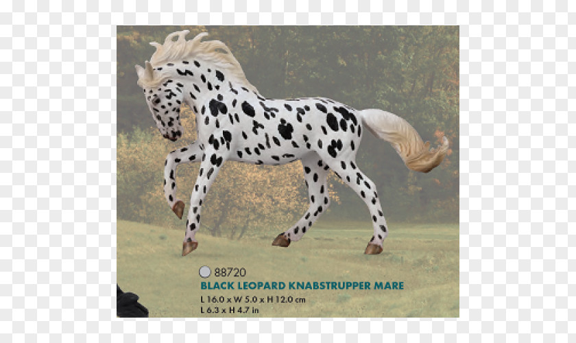 Cheetah Knabstrupper Mare Andalusian Horse Appaloosa PNG
