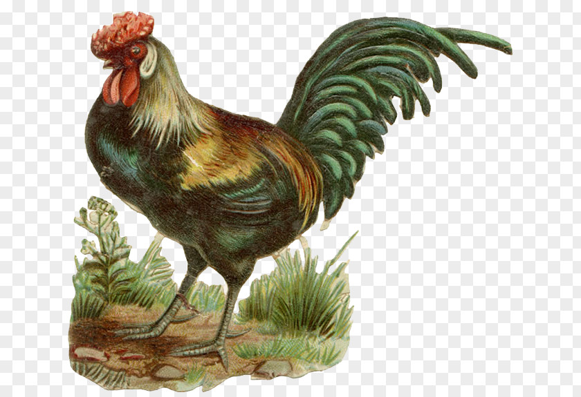 Cock Chicken Rooster Farm Drawing Clip Art PNG