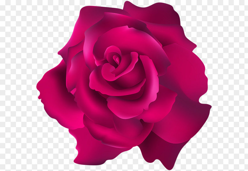 Cuir Pleine Fleur Garden Roses Floribunda Cabbage Rose Clip Art PNG