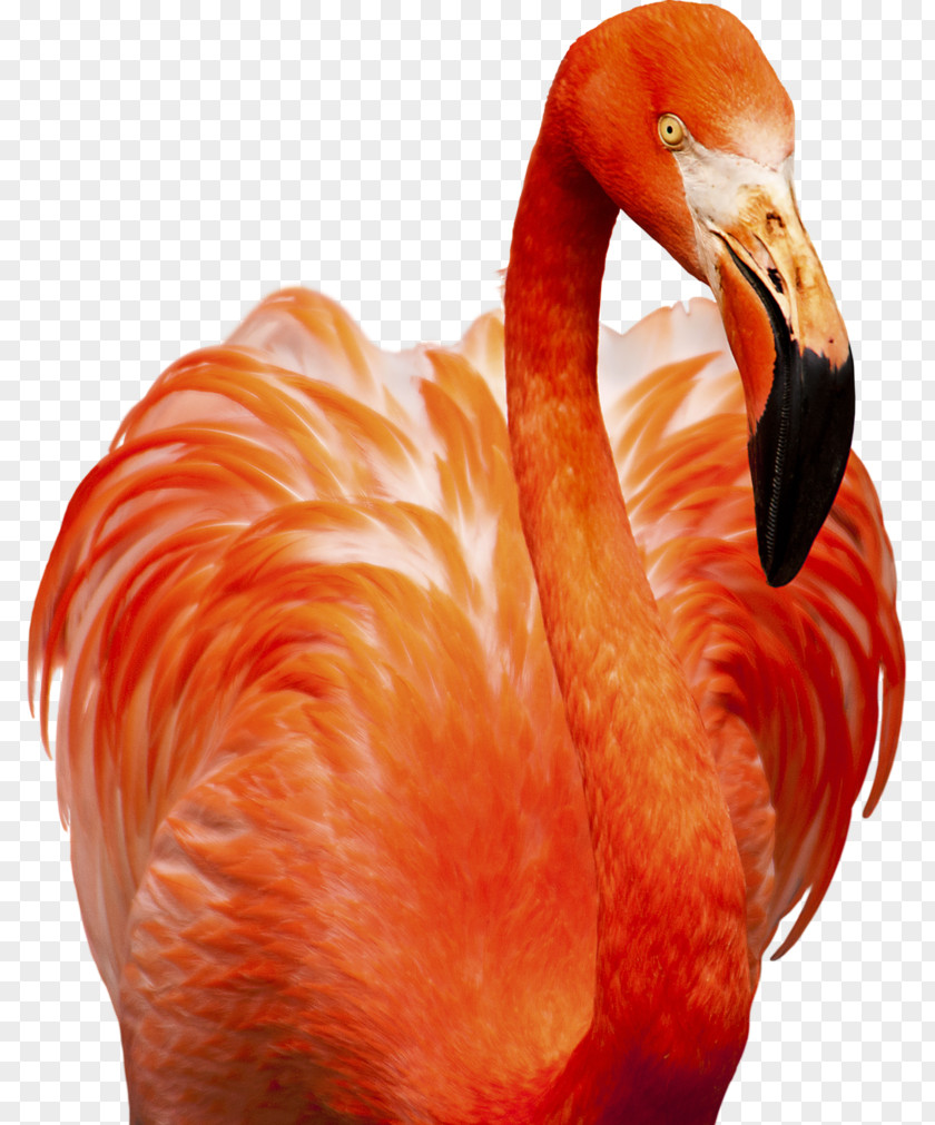 Ink Flamingos Flamingo Bird Photography Animal PNG