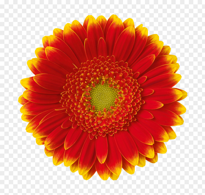 Orange Transvaal Daisy Chrysanthemum Cut Flowers Color PNG