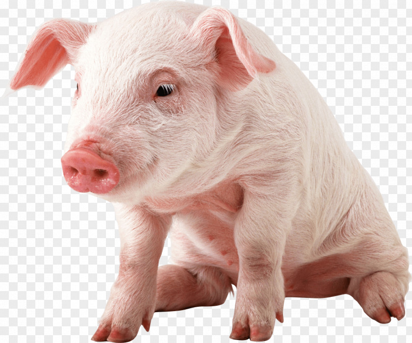 Pig Image Domestic Wallpaper PNG