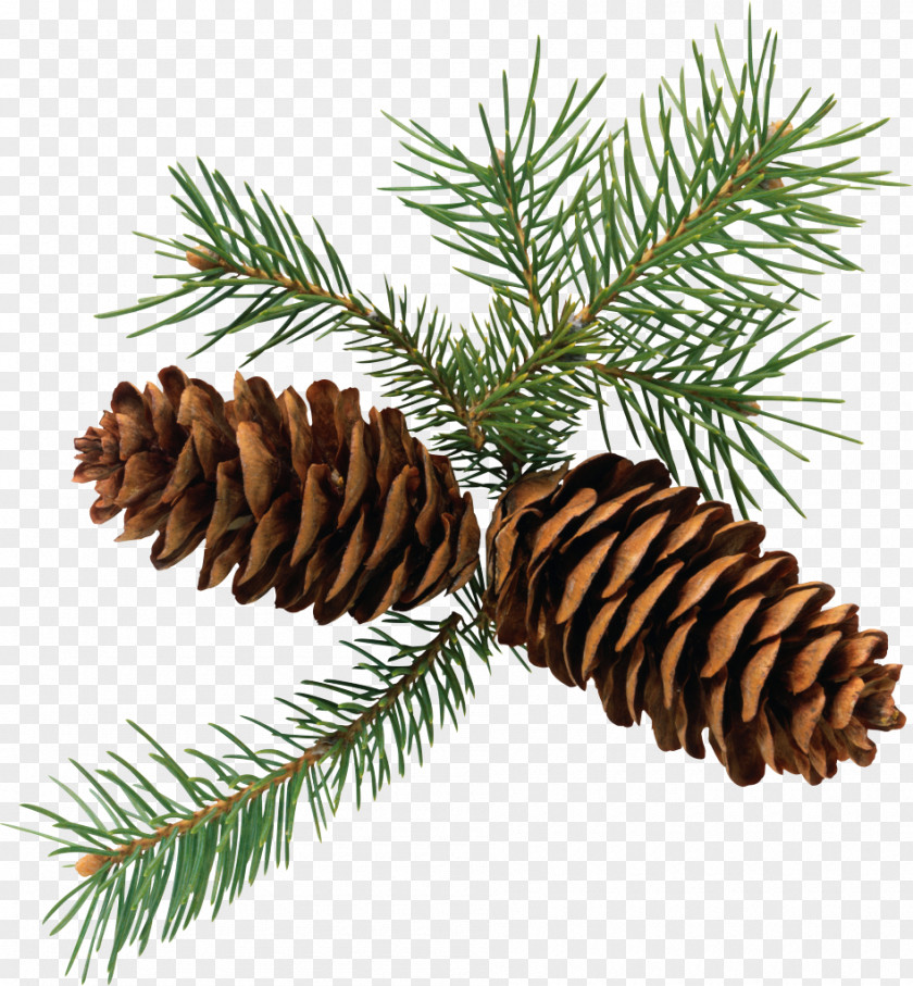 Pine Fir Conifer Cone Evergreen Clip Art PNG