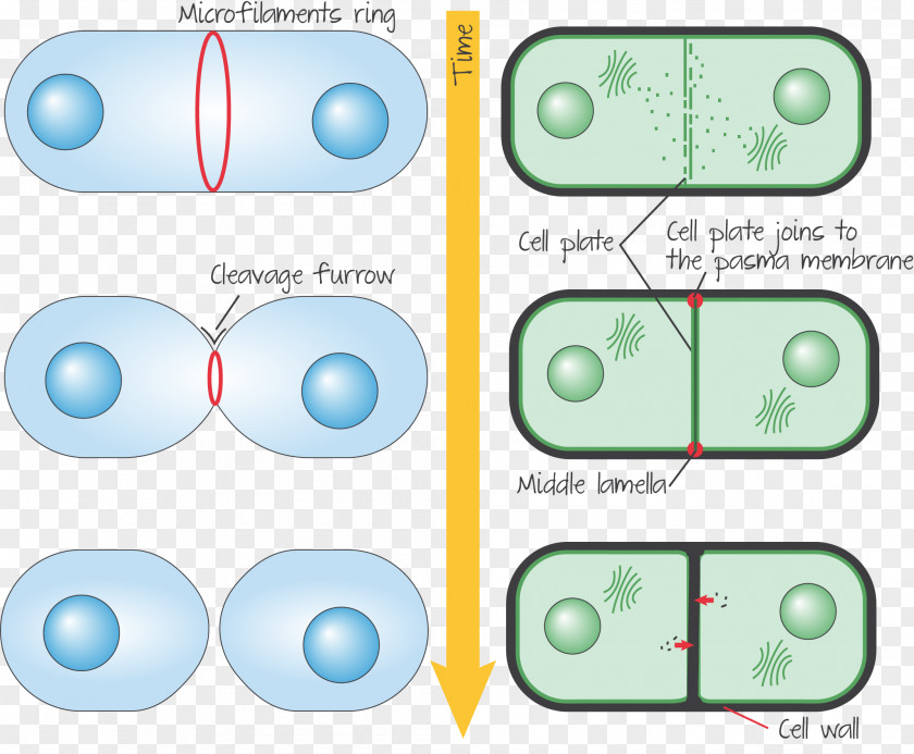 Plants Cytokinesis In Animal Cells Plant Cell Telophase PNG