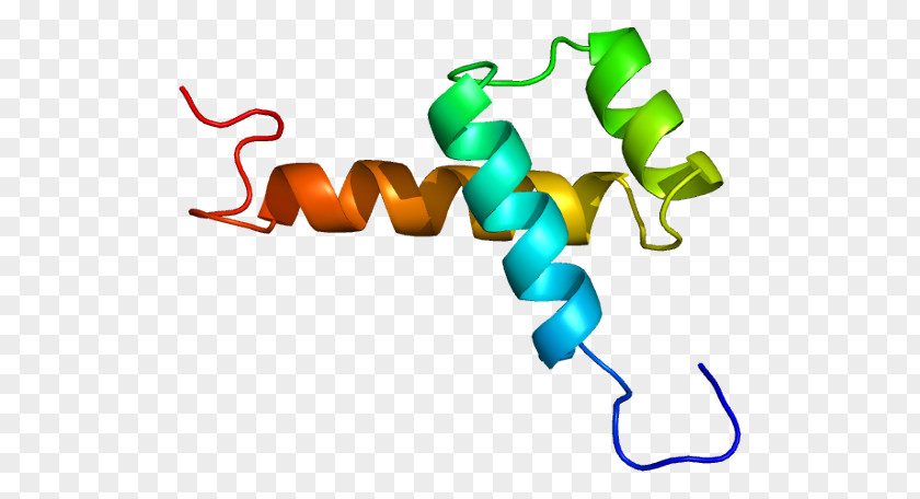 Transcription Factor NK2 Homeobox 1 Gene Thyroid Peroxidase PNG