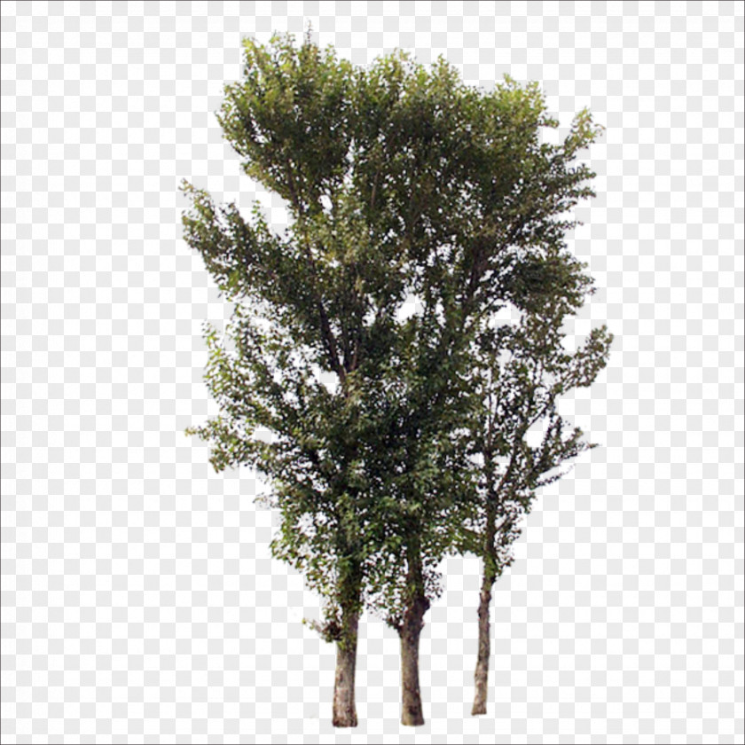 Trees Tree Branch Trunk PNG